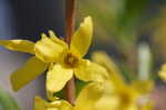 Weeping forsythia